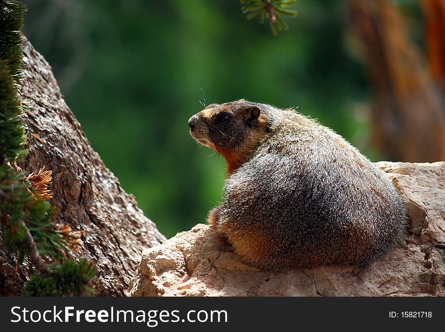 A Yellow Bellied Marmot (marmota flaviventris) suns himself on a boulder under and ancient Bristlecone Pine Tree in Cedar Breaks National Monument, Utah.