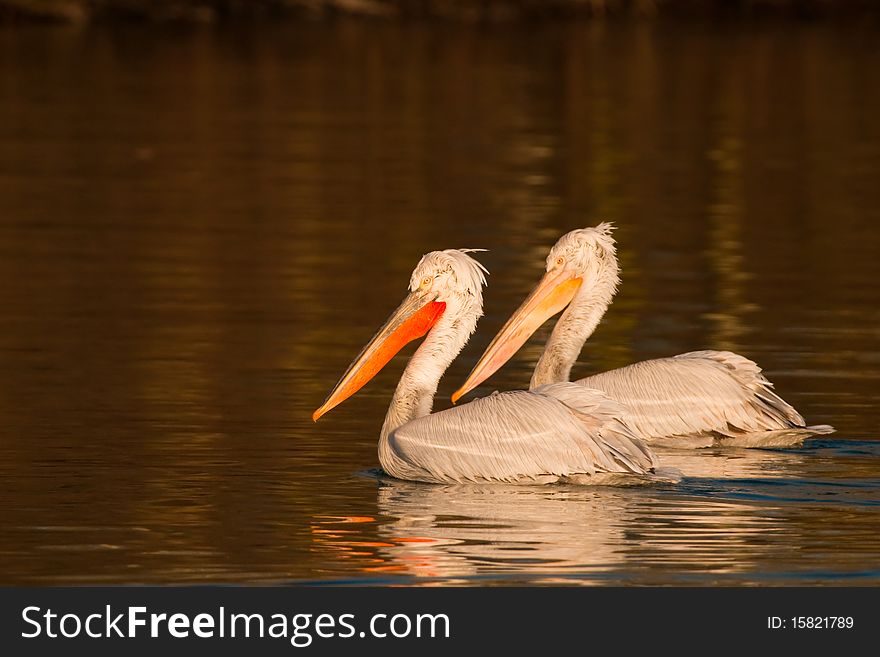 Dalmatian Pelicans Pair on water
