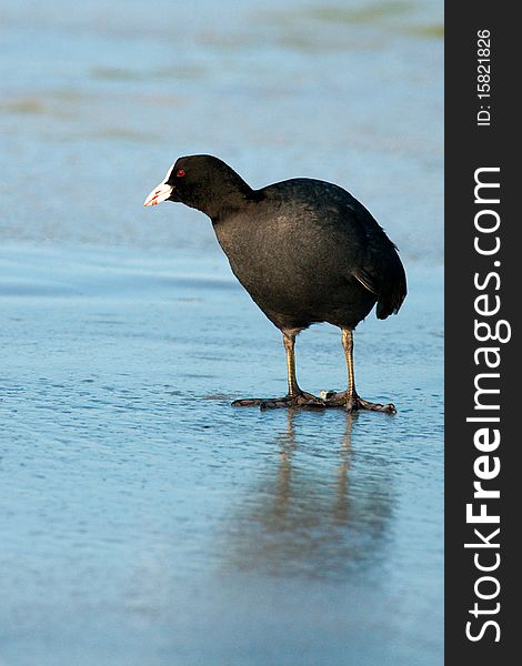 Common Coot On Ice