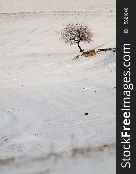 Single Tree in Snow in winter