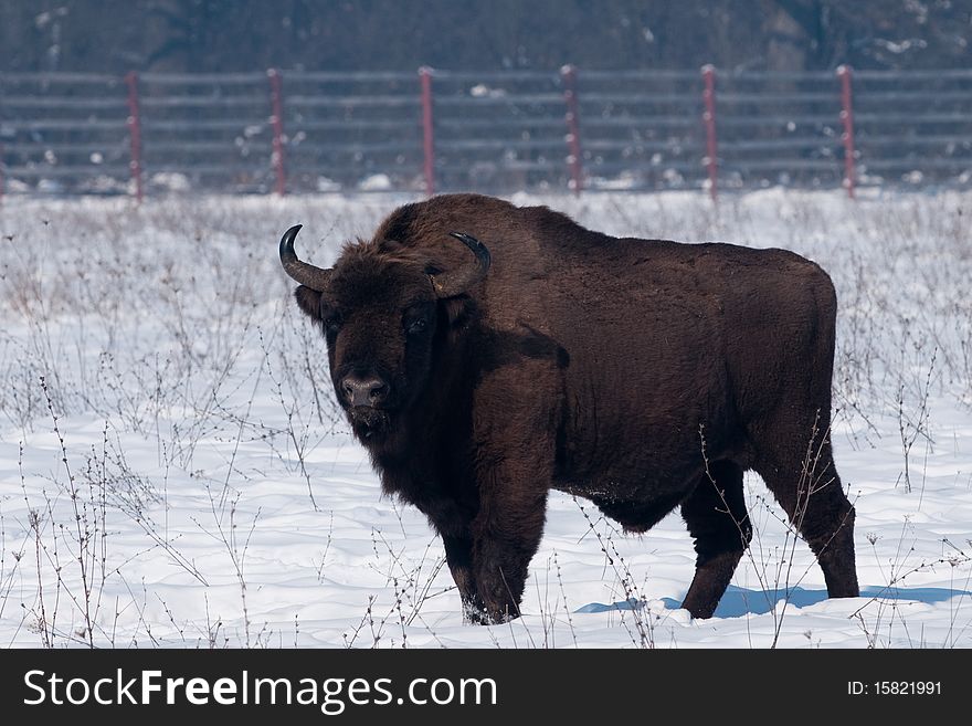 European Bison (Bison bonasius) in WinterLandscape
