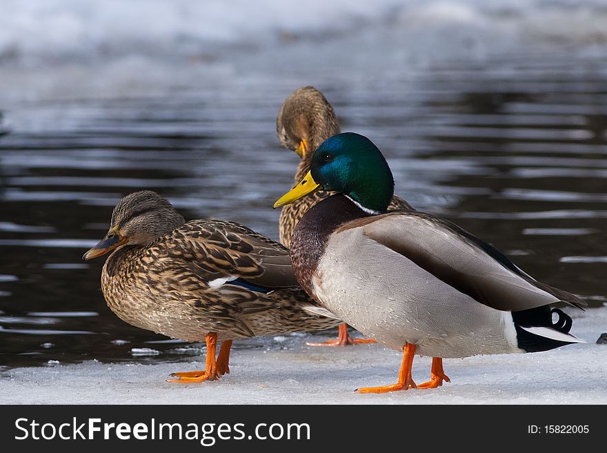 Mallard Ducks on Ice