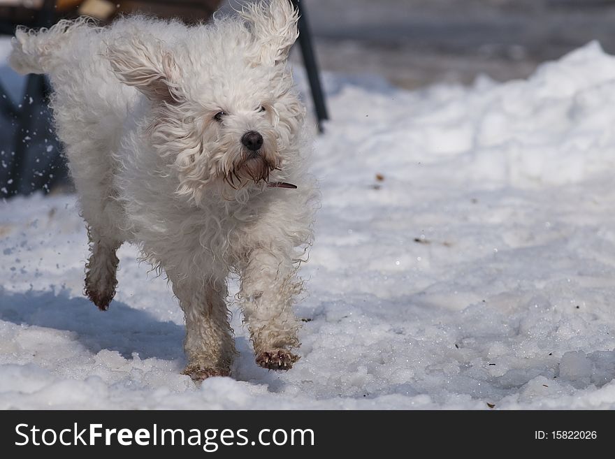 White Dog Running In Snow