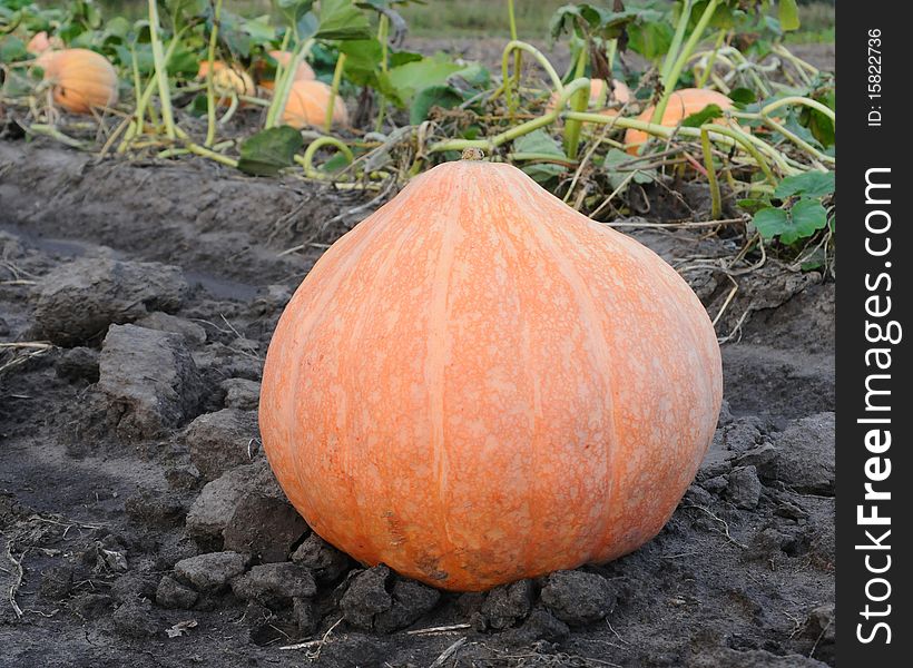 Big pumpkin in the field