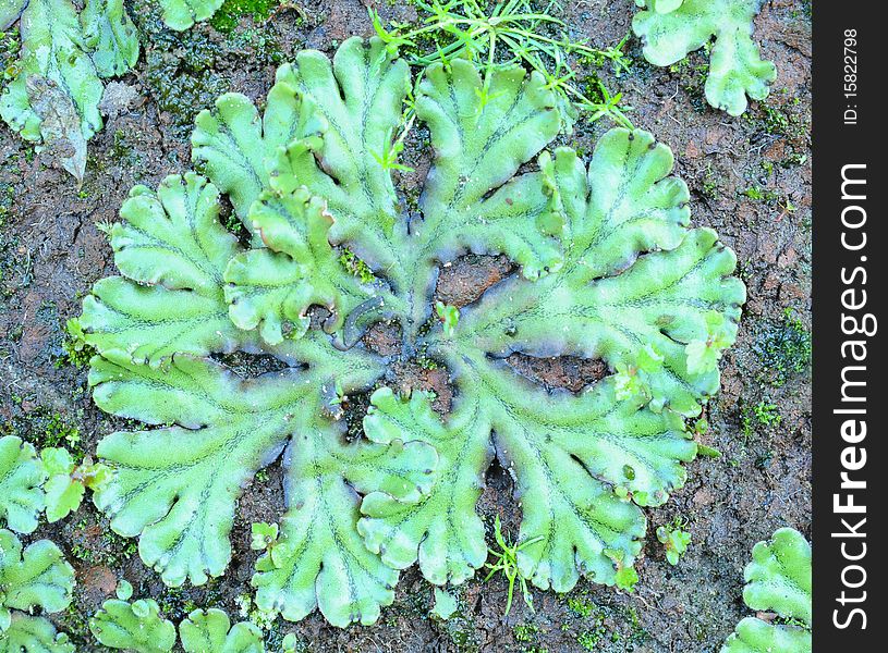 Green ornament of a moss