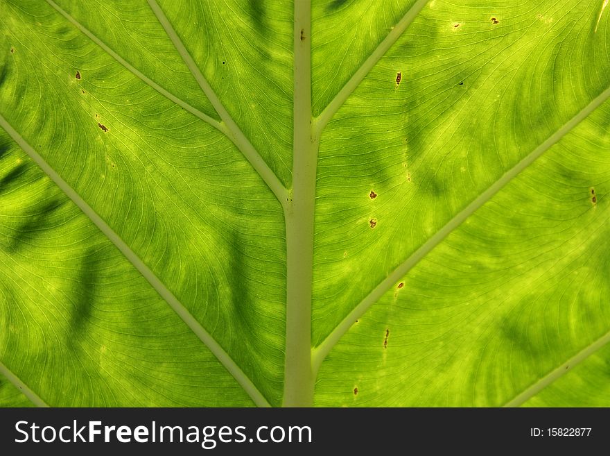 This is a detail of Bon leaf in the garden.