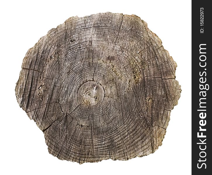 Cross Section Of Pine Tree