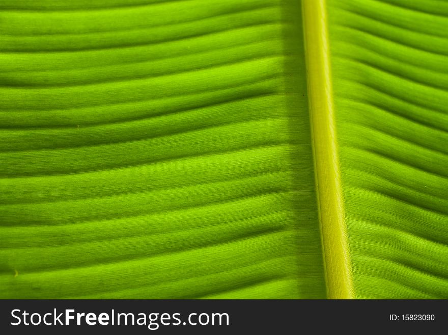 Fresh green banana leaves on the morning of the media. Fresh green banana leaves on the morning of the media.