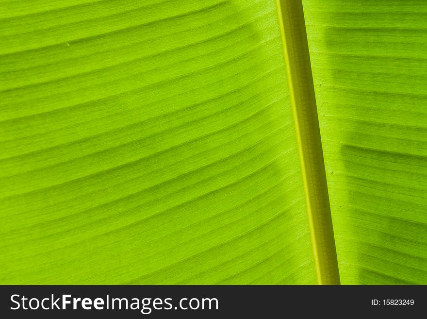 Fresh green banana leaves on the morning of the media. Fresh green banana leaves on the morning of the media.