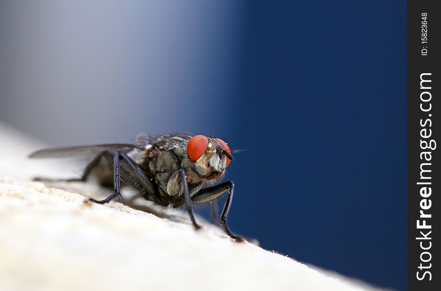 Housefly - Sarcophaga carnaria with blue background