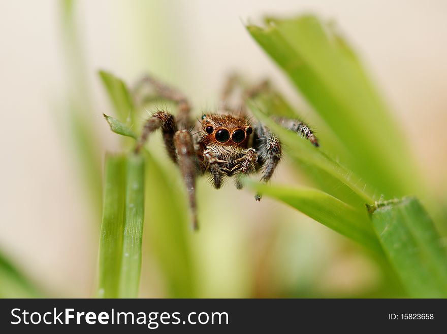 This spider is a member of the jumping spiders family. This spider doesn't build webs, it jumps and attracts its pray