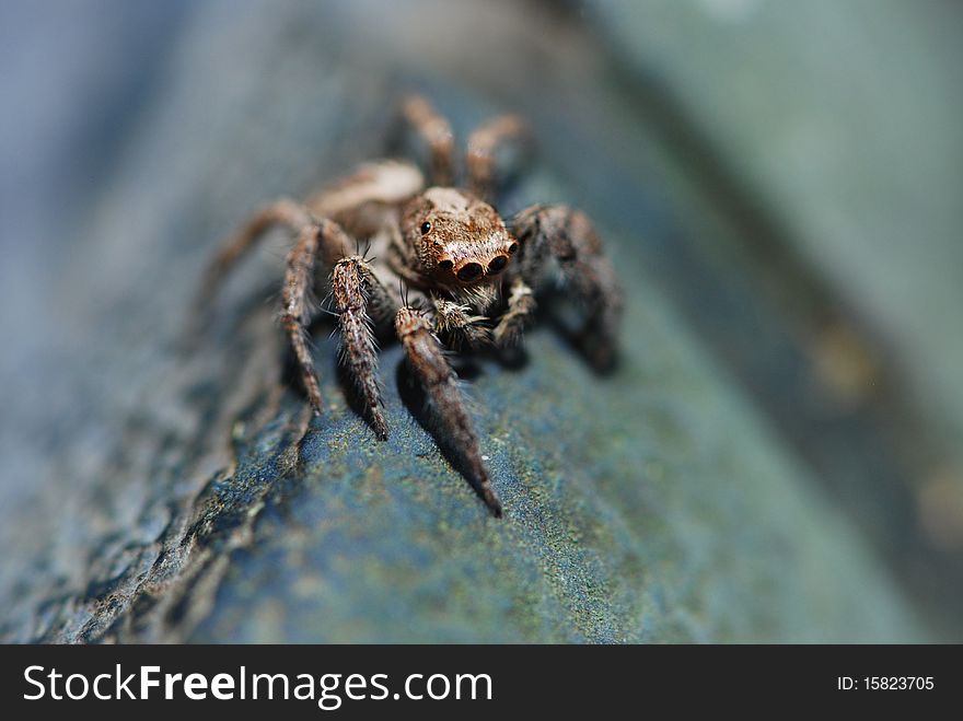 This spider is a member of the jumping spiders family. This spider doesn't build webs, it jumps and attracts its pray