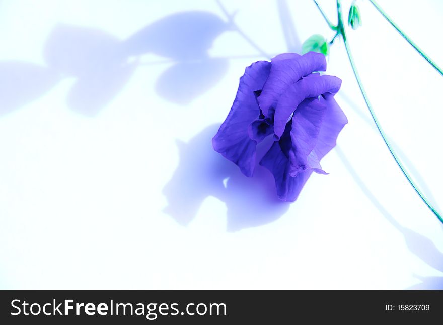 Blue bougainvillea and it's shadow in white background