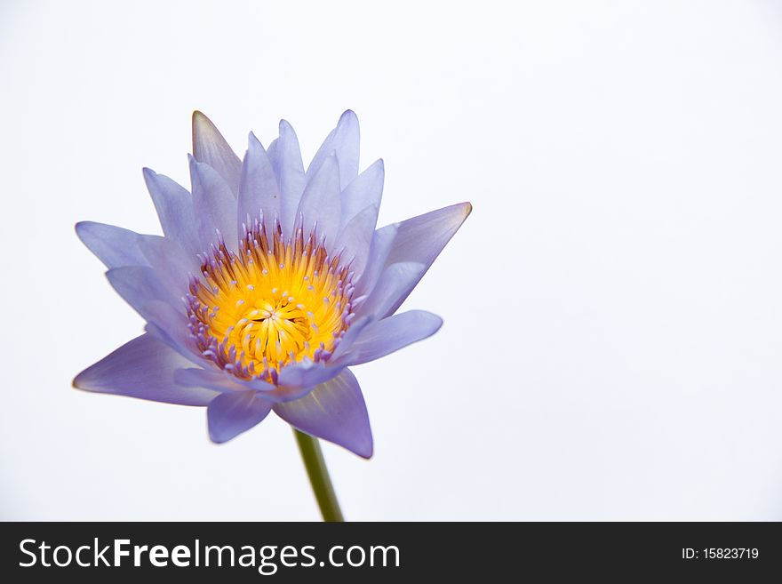 Purple waterlily in white background