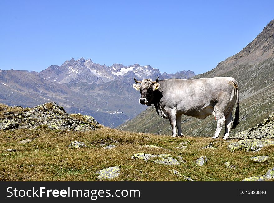 Cows in Alps