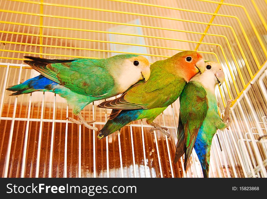 Colorful pet parrots in cage. Colorful pet parrots in cage