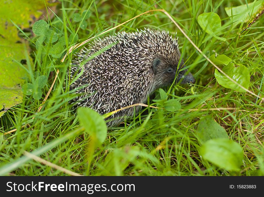 Hedgehog in the grass in summer
