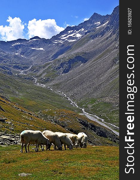 Sheep in the mountains - Alps, Austria
