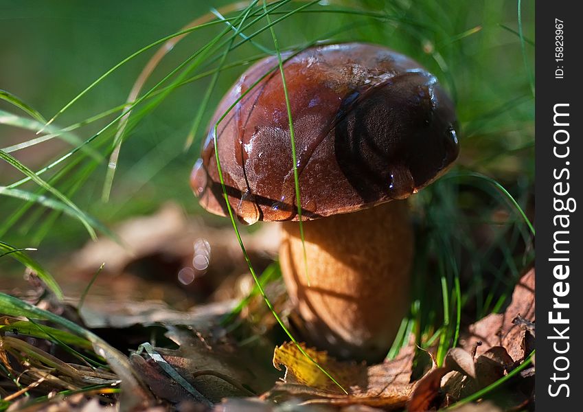 Edible Mushroom After Rain Close Up