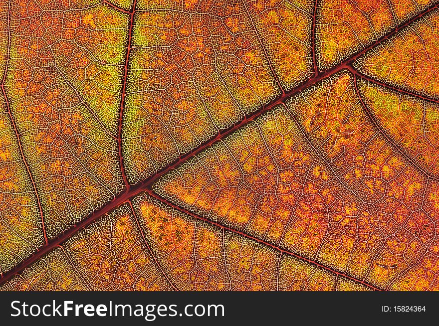 A structure of autumn leaf