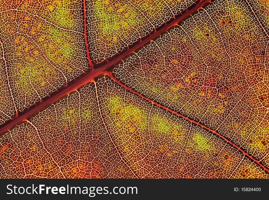 A structure of autumn leaf