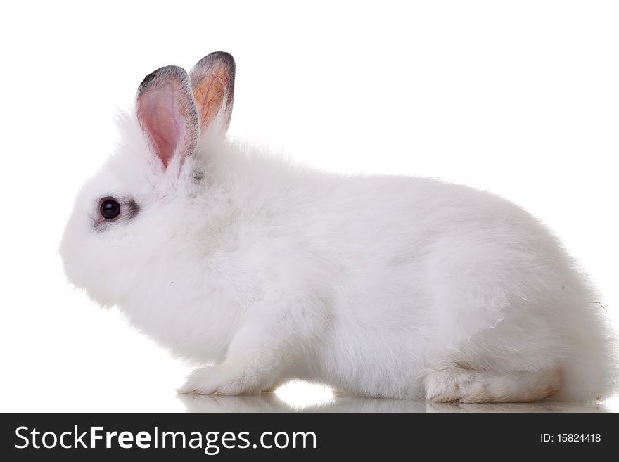 Side view of a white little rabbit on white background