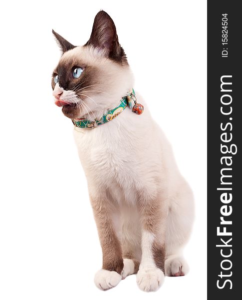 Siamese cat isolated on white , exposing it's tongue