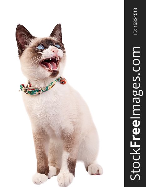 Siamese cat looking to a side with mouth open and teeth exposed