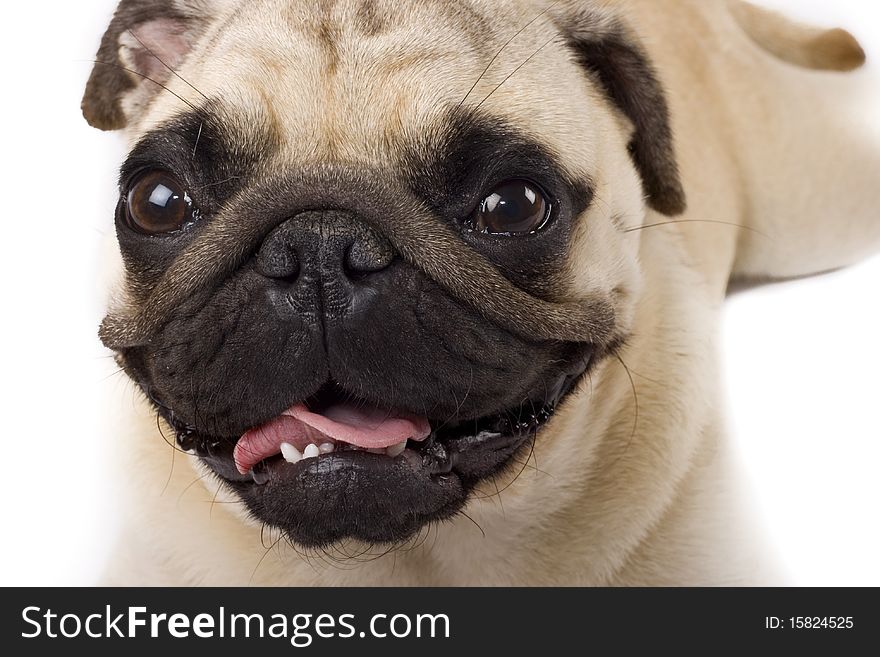 Picture of a cute pug face , on white. Picture of a cute pug face , on white