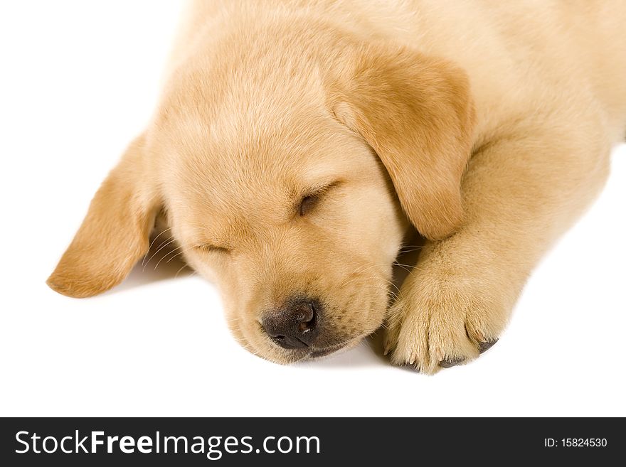 Sleeping Labrador retriever puppy against white background