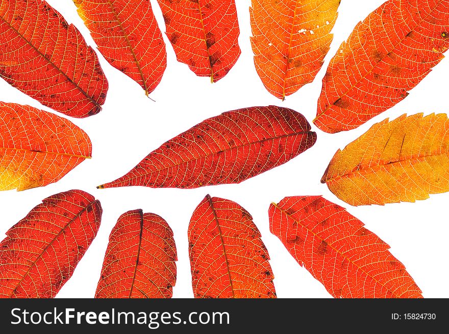 Motley autumn leaves
red and orange and yellow