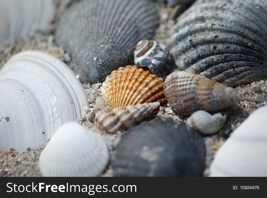 Shell on the sea of france (breton). Shell on the sea of france (breton)