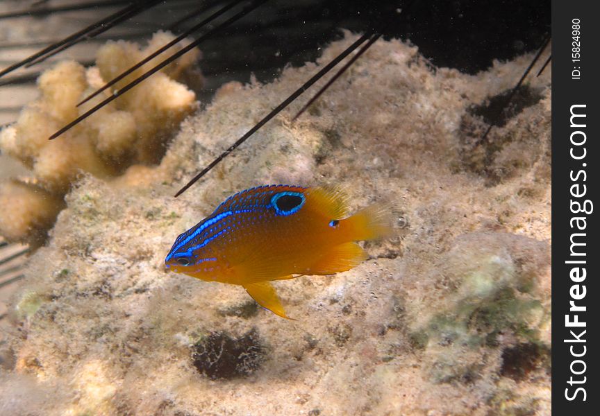 Colorful Chrysiptera in the red Sea.