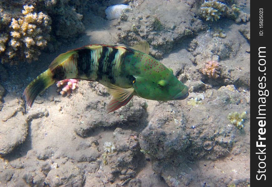 Broomtail cheilinus in the red sea.