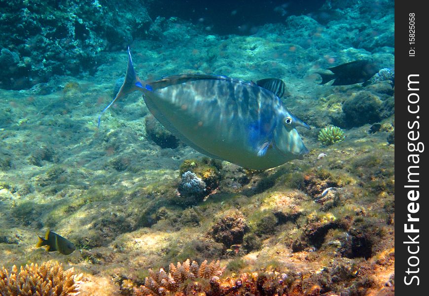 Naso unicornis swimming in the red sea