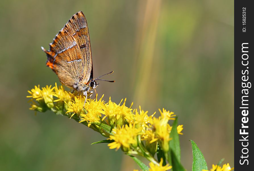 Butterfly on yellow plant - Thecla betulae