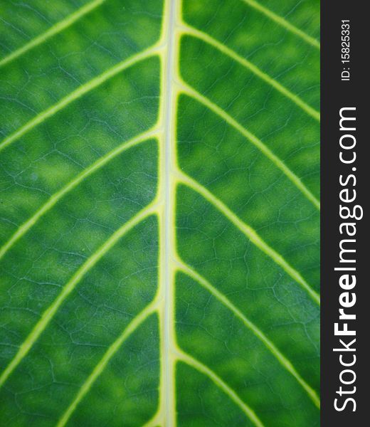 Abstract line on green leaf. Abstract line on green leaf