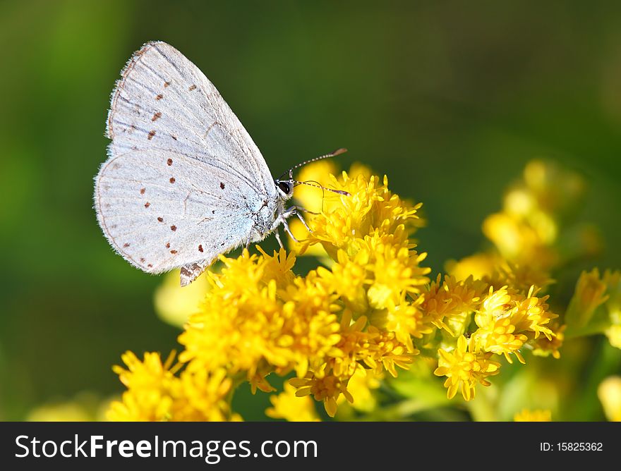 Butterfly on yellow flower ( polyommatus icarus )