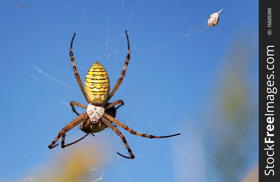 European white - yellow spider with blue backgroun