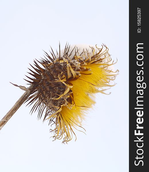 Dry prickly fruit of a burdock in the winter. Dry prickly fruit of a burdock in the winter