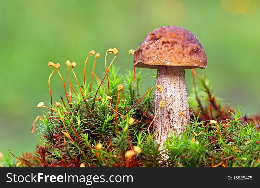 Brown mushroom in moss - Leccinum scabrum. Brown mushroom in moss - Leccinum scabrum