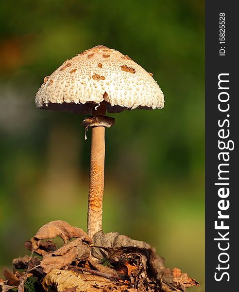 White Mushroom Cystolepiota