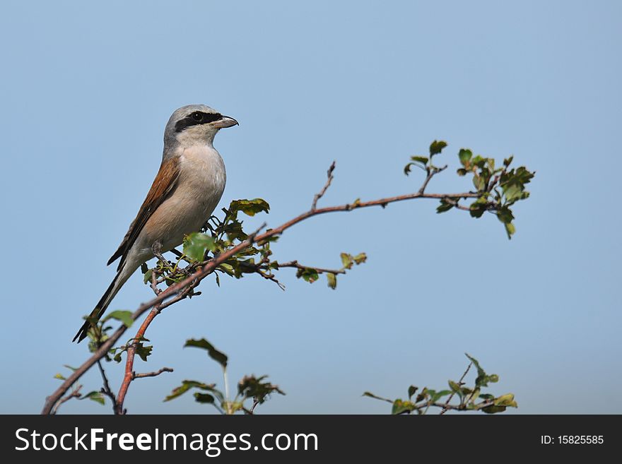 Shrike In Tree