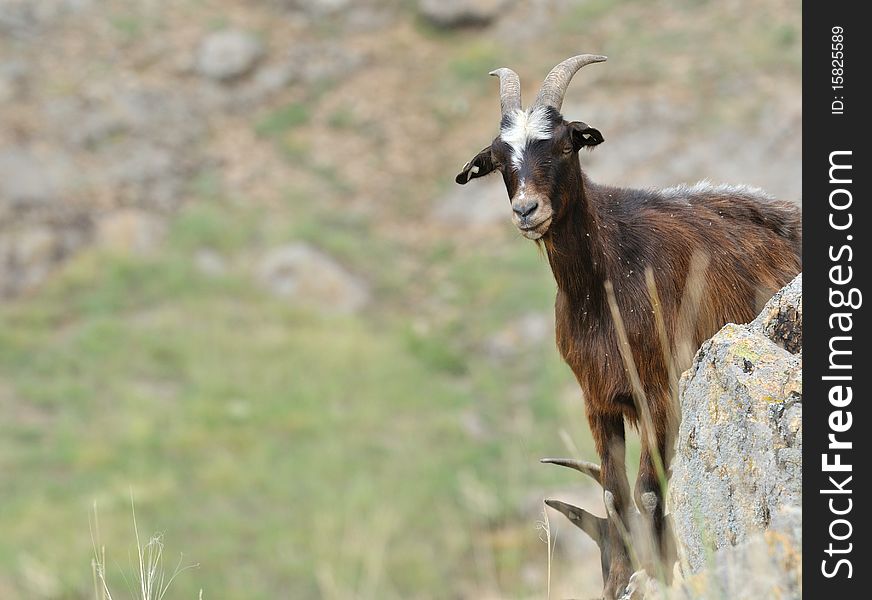 Brown goat watching in distance