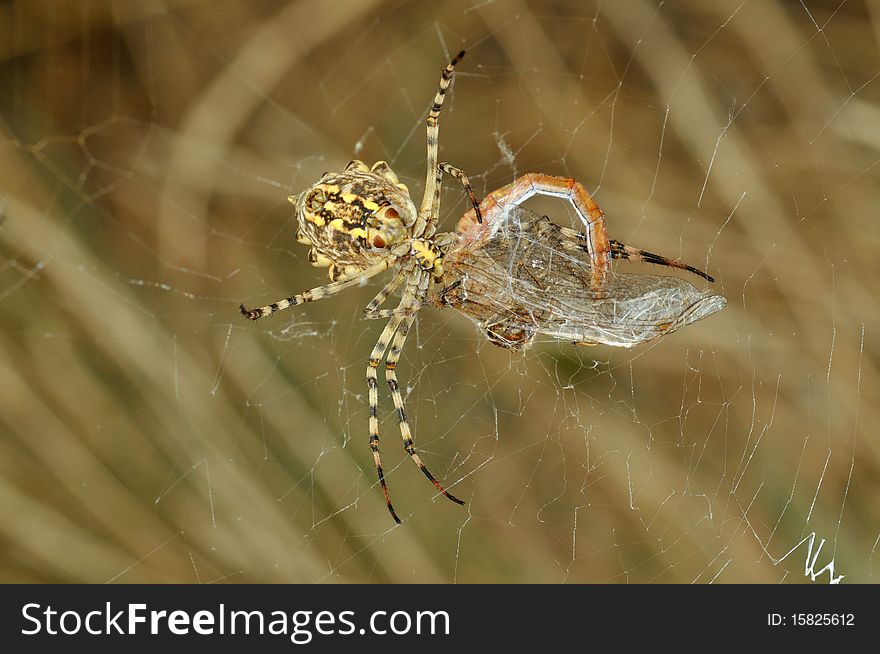 Spider Eating A Dragonfly