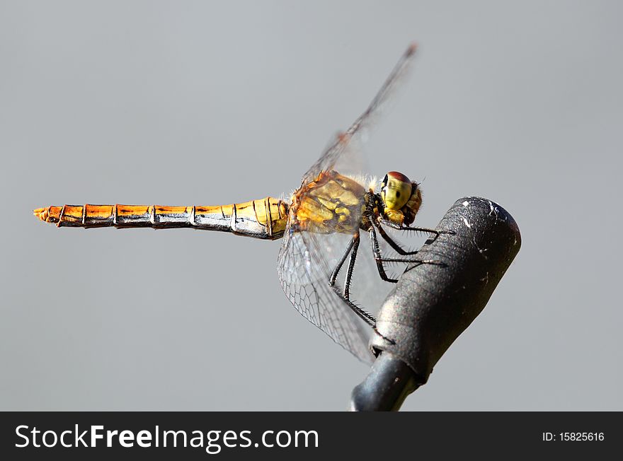 Nice Yellow Dragonfly - Sympetrum striolatum,