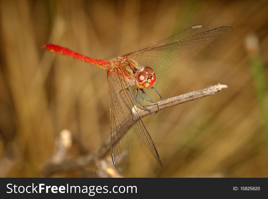 Red dragonfly sitting on branch