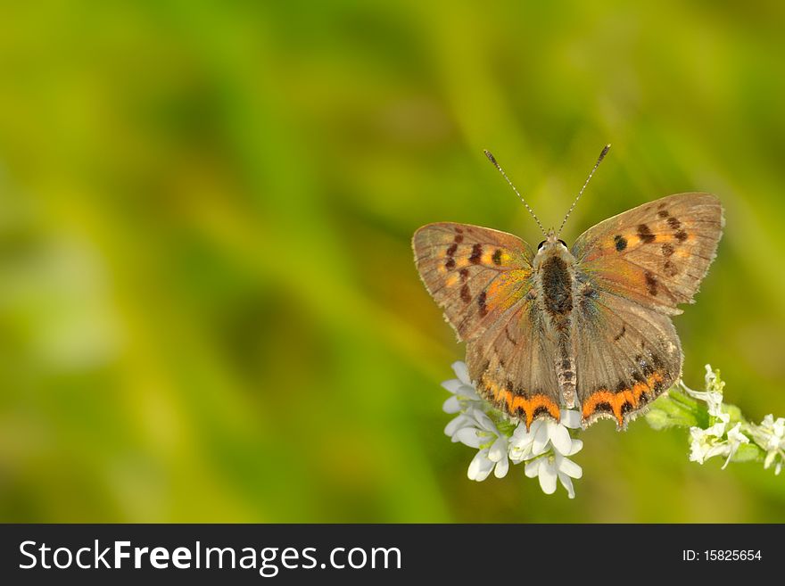 Colorful butterfly against blured background