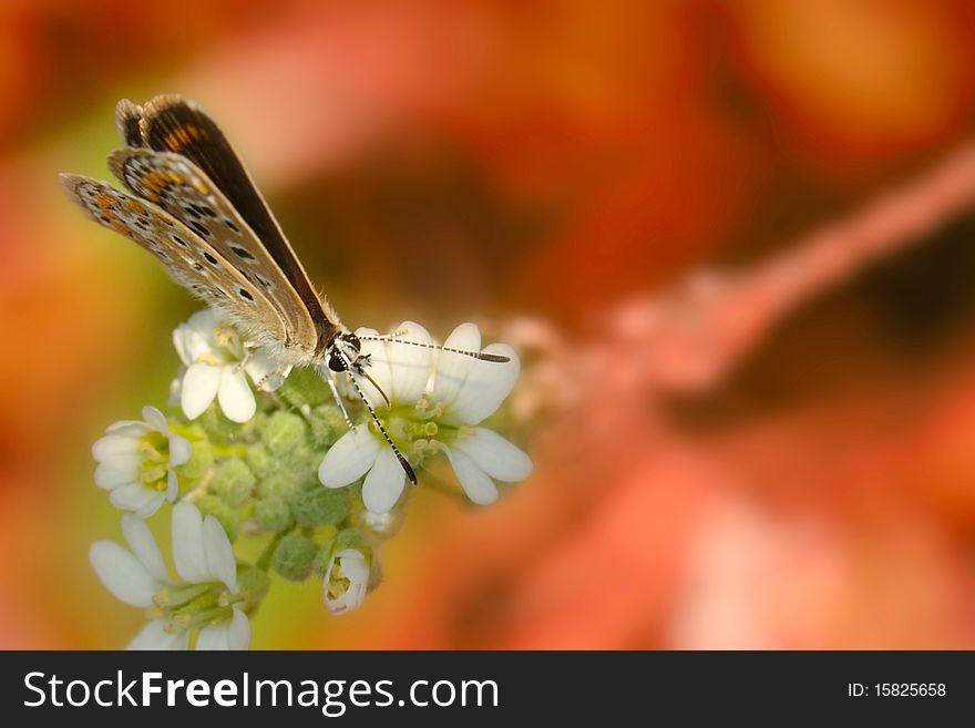 Colorful butterfly against blured background