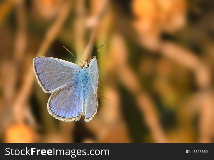Blue butterfly against blured background